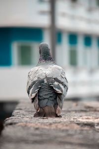 Close-up of pigeon perching on a wall