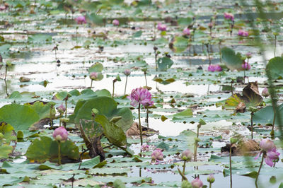 Close-up of lotus water lily in pond