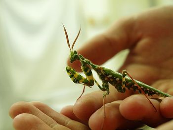 Close-up of hand holding insect