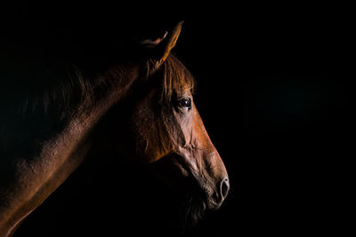 Close-up portrait of horse in stable