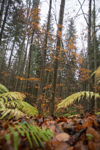 Trees in forest against sky