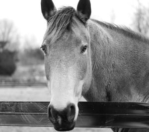 Close-up of horse in ranch