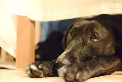 Dog resting on tiled floor