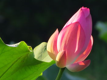 Close-up of pink lotus water lily