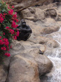 Cat on rock