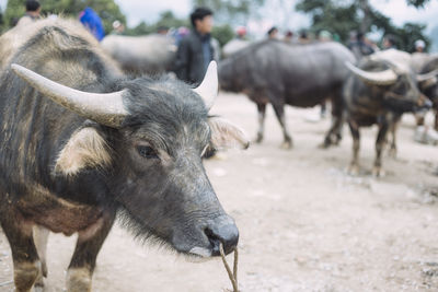 Bull cattle tied up with rope on village road