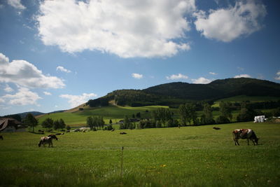 Cows grazing in a field