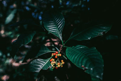 Close-up of berries growing on plant