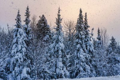 Low angle view of trees against sky during winter