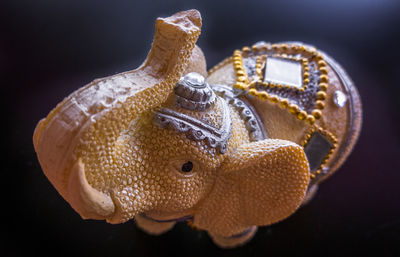 Close-up of snake against black background