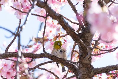 Bird perching on tree