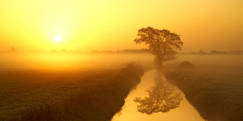 Scenic view of trees against sky during sunset