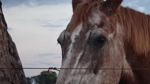 Close-up of a horse