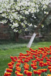 Close-up of red flowers blooming on tree