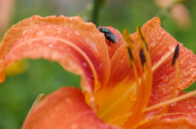 Close-up of insect pollinating on flower