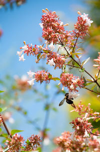 Close-up of cherry blossom tree