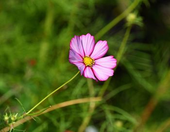 Close-up of pink cosmos flower