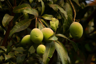 Close-up of fruits growing on tree