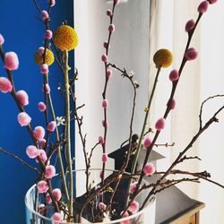 Low angle view of flowers hanging on branch