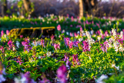 Close-up of purple flowering plants in park