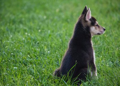 Dog on field