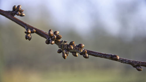 Close-up of barbed wire on plant