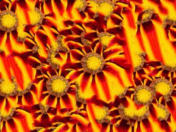 Full frame shot of yellow flowers