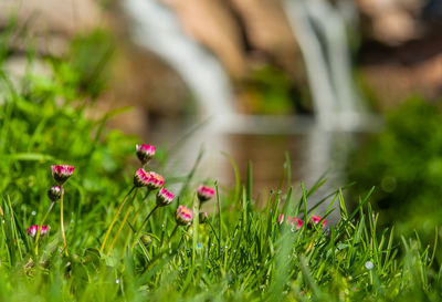 Close-up of flowering plants on field