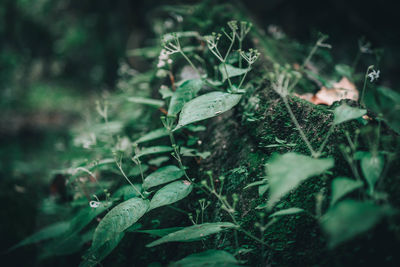 Close-up of plant growing on field