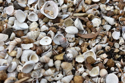 High angle view of shells on pebbles