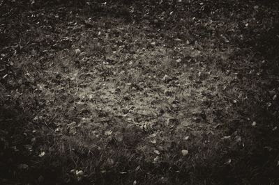 Full frame shot of grass on field