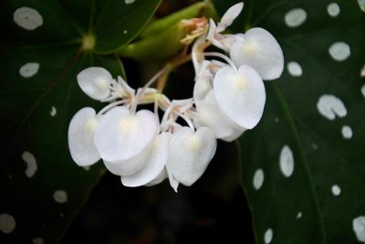 Close-up of white flowers