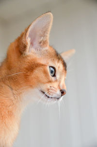 Portrait of a kitten. the abyssinian sits and looks. the cat is watching people. red cat