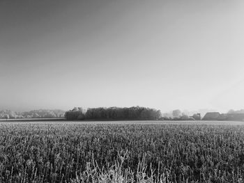 Scenic view of field against clear sky