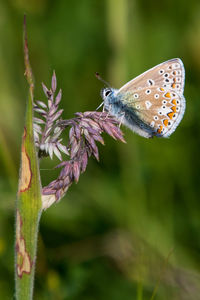 Close-up of butterfly pollinating on flower