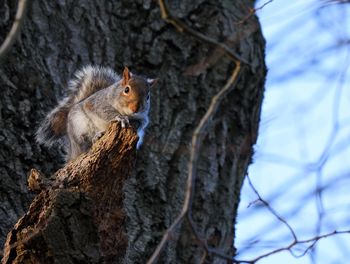 Squirrel on tree trunk