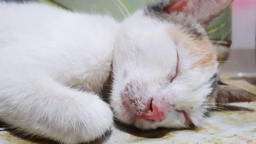 Close-up of cat sleeping