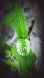 Close-up of fresh green plant