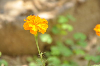 Close-up of yellow marigold flower