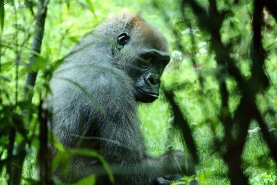 Close-up of animal in forest