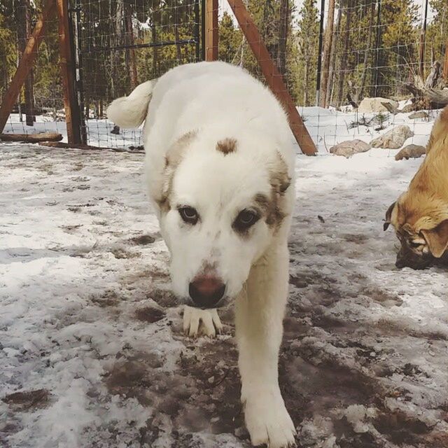 animal themes, domestic animals, mammal, dog, one animal, pets, snow, tree, winter, white color, portrait, standing, looking at camera, cold temperature, field, zoology, tree trunk, outdoors, nature, vertebrate