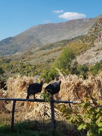View of two birds on mountain
