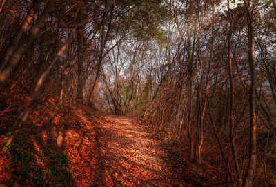 Trees in forest during autumn