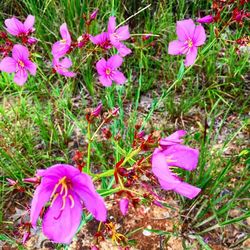 Close-up of pink flower blooming in field