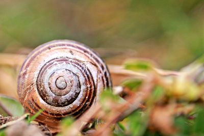 Close-up of snail on leaf