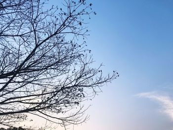 Low angle view of bare tree against clear sky