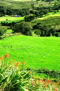 High angle view of trees on grassy field