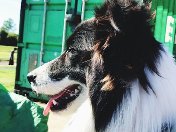 Close-up of a dog looking away