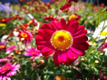 Close-up of flowers blooming outdoors