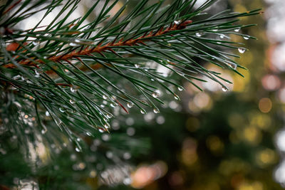 Close-up of wet pine tree